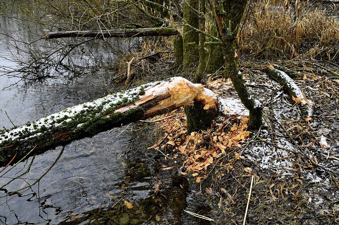 France, Doubs, Brognard, sensitive protected natural area, Allan, beaver wintering workshop, tree cutting\n