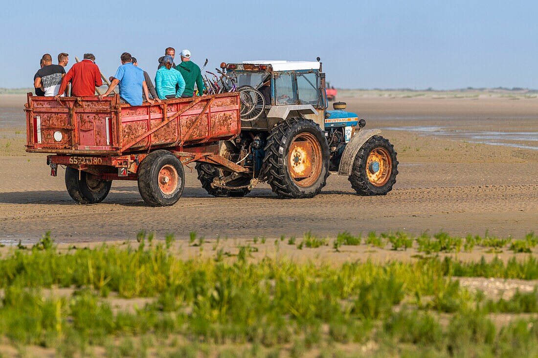 "France, Somme, Somme Bay, Natural Reserve of the Somme Bay, Le Crotoy, Beaches of the Maye, the rare times that the hulls collection is allowed in the natural reserve, mussel growers take many people in their tractors; Bikes without saddles are used to carry sacks of shells; on the return, the bags of hulls are ready to be loaded in the truck for Spain where the hulls are very appreciated"\n