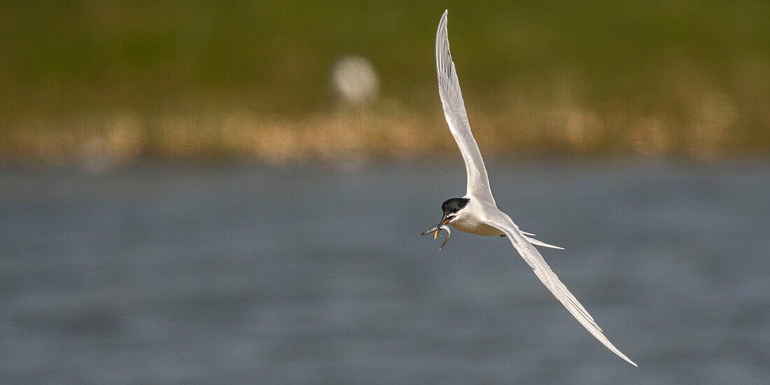 France, Somme, Baie de Somme, Cayeux sur Mer, the Hable d'Ault regularly hosts a colony of Sandwich Terns (Thalasseus sandvicensis ) for the breeding season\n