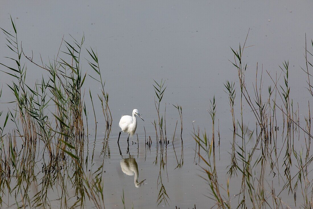 France, Somme, Baie de Somme, Saint Quentin en Tourmont, Natural Reserve of the Baie de Somme, Ornithological Park of Marquenterre, great egret\n