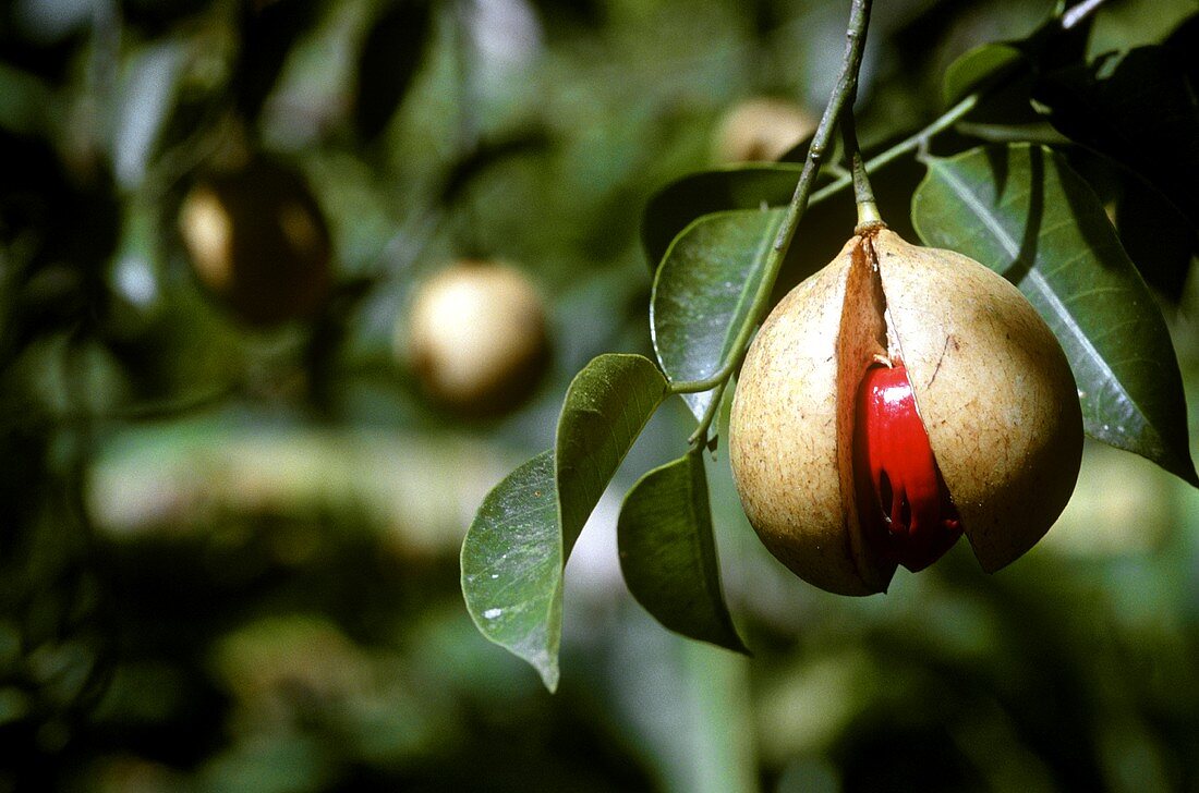 Aufgeplatzte reife Muskatfrucht am Baum
