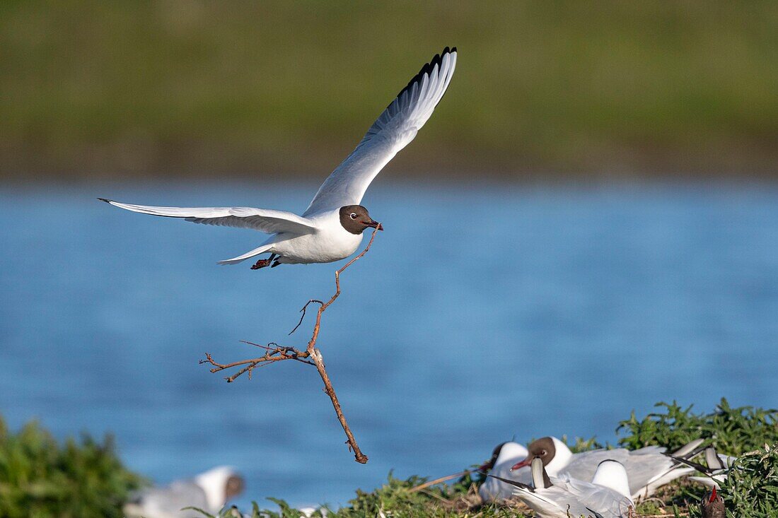 France, Somme, Bay of the Somme, Crotoy Marsh, Le Crotoy, every year a colony of black-headed gulls (Chroicocephalus ridibundus - Black-headed Gull) settles on the islets of the Crotoy marsh to nest and reproduce , the birds carry the branches for the construction of the nest\n