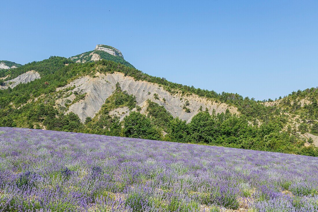 Frankreich, Hautes-Alpes, Regionaler Naturpark der Baronnies Provençal, Orpierre, Lavendelfeld