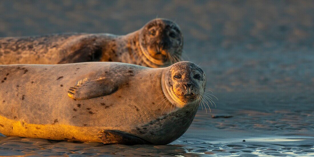 Frankreich, Pas de Calais, Authie Bay, Berck sur Mer, Seehund (Phoca vitulina), bei Ebbe ruhen sich die Seehunde auf den Sandbänken aus, von wo sie von der steigenden Flut gejagt werden