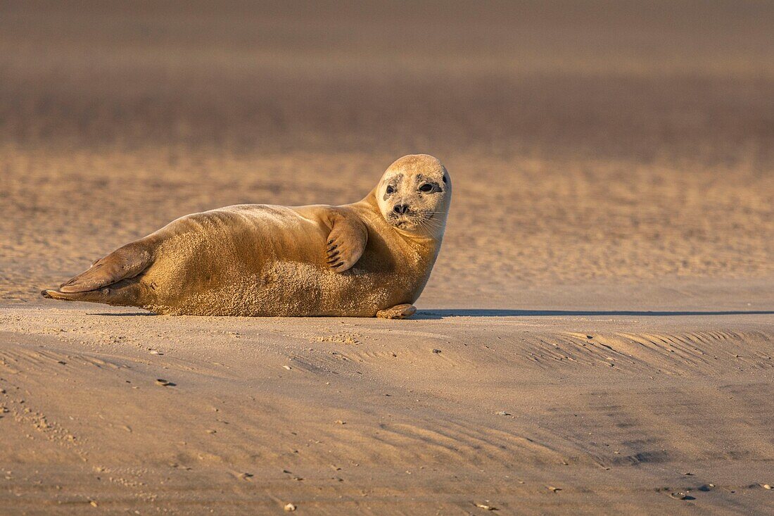 France, Pas de Calais, Opal Coast, Berck sur Mer, common seal (Phoca vitulina), seals are today one of the main tourist attractions of the Somme Bay and the Opal Coast\n