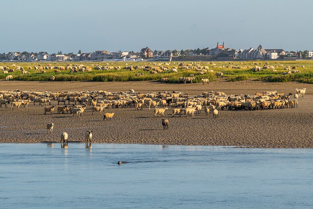 "France, Somme, Somme Bay, Saint Valery sur Somme, salt-meadow sheep come to drink in the channel of the Somme facing the docks; a common seal comes to observe them by curiosity"\n