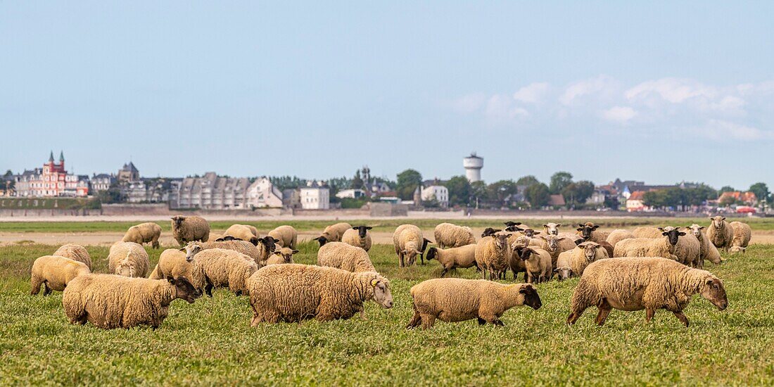 "France, Somme, Somme Bay, Saint Valery sur Somme, Cape Hornu, Sheeps in salted meadows facing Le Crotoy; foreshore sheep are a Controlled Origin Appellation (COA) with the obligation to graze halophilic plants several months of the year"\n