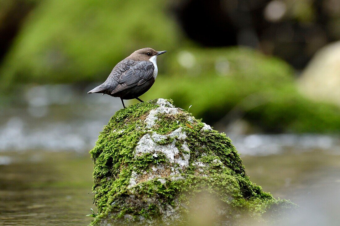 Frankreich, Doubs, Creuse-Tal, Vogel, Zinnobertaucher (Cinclus cinclus)