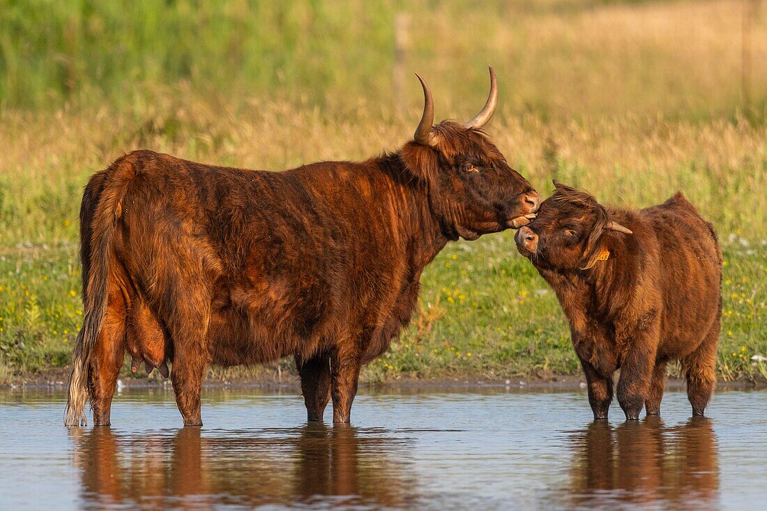 France, Somme, Somme Bay, Crotoy Marsh, Le Crotoy, Highland Cattle (Scottish cow) for marsh maintenance and eco grazing\n