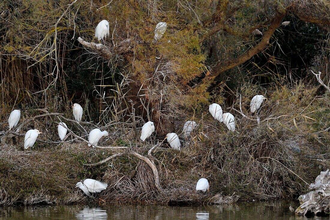 Frankreich, Bouches du Rhone, Camargue, Naturschutzgebiet Pont de Gau, Reiher bewachen Stiere (Bubulcus ibis) und Aigrette Garzette (Egretta garzetta) über dem Wasser verbunden