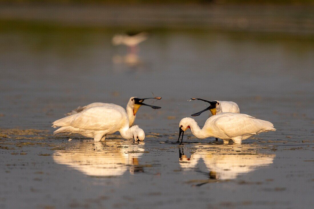 France, Somme, Somme Bay, Le Crotoy, Crotoy Marsh, gathering of Spoonbills (Platalea leucorodia Eurasian Spoonbill) who come to fish in a group in the pond\n