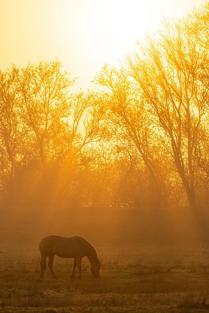 Frankreich, Somme, Baie de Somme, Noyelles sur Mer, Silhouette des Pferdes Henson beim Grasen gegen das Morgenlicht im Nebel