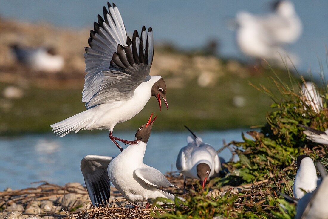 Frankreich, Somme, Baie de Somme, Crotoy-Sumpf, Le Crotoy, jedes Jahr lässt sich eine Lachmöwenkolonie (Chroicocephalus ridibundus - Lachmöwe) auf den kleinen Inseln des Crotoy-Sumpfes nieder, um zu nisten und sich fortzupflanzen, die Paarungen sind häufig