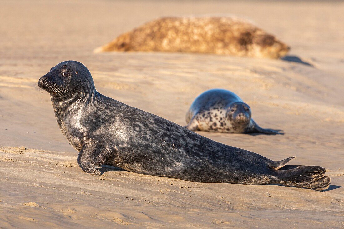 Frankreich, Pas de Calais, Opalküste, Berck sur Mer, Kegelrobbe (Halichoerus grypus), Robben sind heute eine der Haupttouristenattraktionen in der Somme-Bucht und an der Opalküste