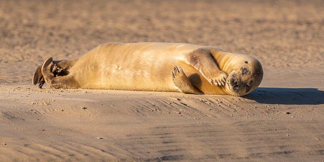 France, Pas de Calais, Opal Coast, Berck sur Mer, common seal (Phoca vitulina), seals are today one of the main tourist attractions of the Somme Bay and the Opal Coast\n