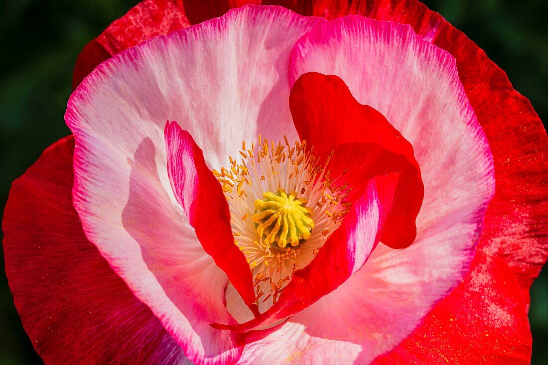 France, Savoie, Grand-Aigueblanche, Tarentaise Valley, passage of the Tour de France, Iceland poppy, Papaver Nudicaule\n