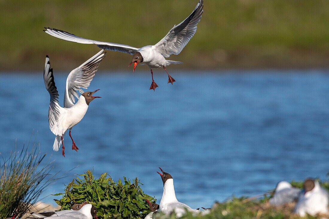 France, Somme, Bay of the Somme, Crotoy Marsh, Le Crotoy, every year a colony of black-headed gulls (Chroicocephalus ridibundus) settles on the islets of the Crotoy marsh to nest and reproduce , conflicts are then frequent\n