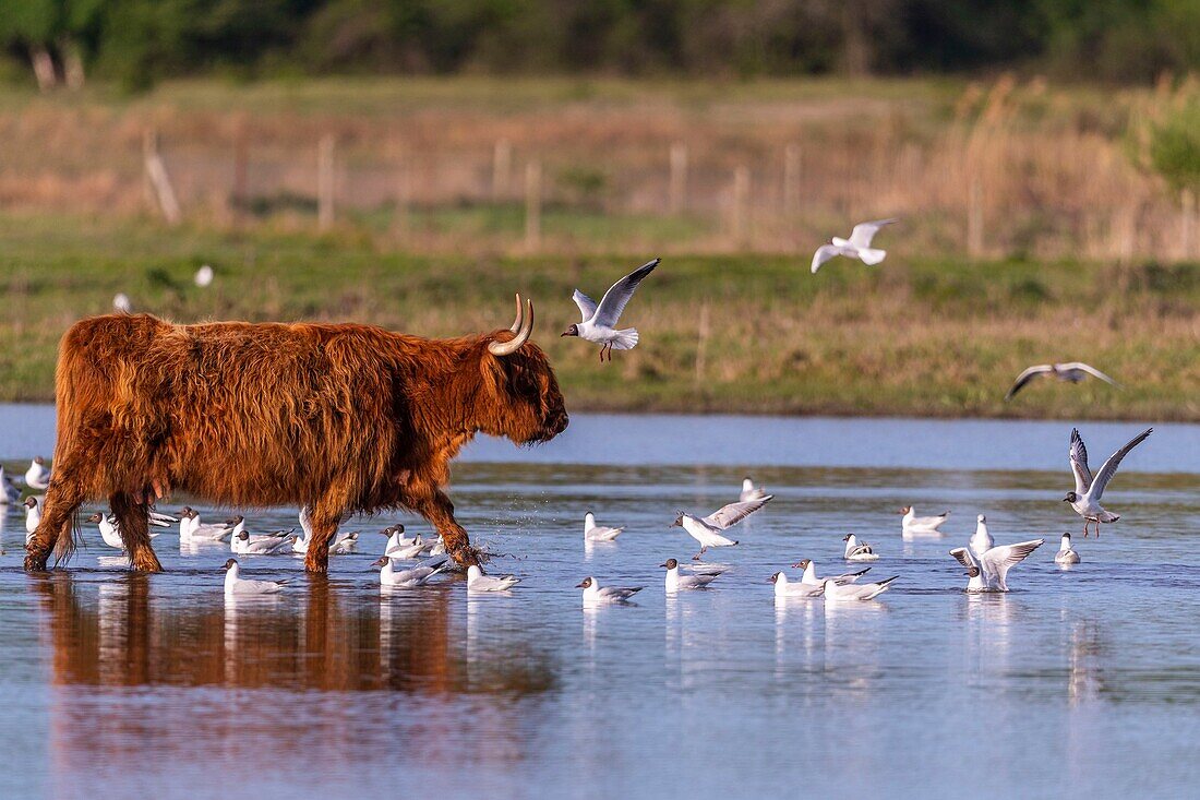 France, Somme, Baie de Somme, Le Crotoy, The marsh of Crotoy welcomes each year a colony of Black-headed Gull (Chroicocephalus ridibundus - Black-headed Gull) which come to nest and reproduce on islands in the middle of the ponds, sometimes the Scottish cows unfortunately come to trample the nests to graze on the islands, causing panic among the seagulls\n