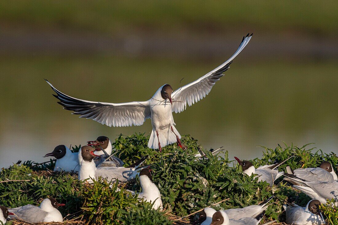 France, Somme, Bay of the Somme, Crotoy Marsh, Le Crotoy, every year a colony of black-headed gulls (Chroicocephalus ridibundus - Black-headed Gull) settles on the islets of the Crotoy marsh to nest and reproduce , the birds carry the branches for the construction of the nest\n