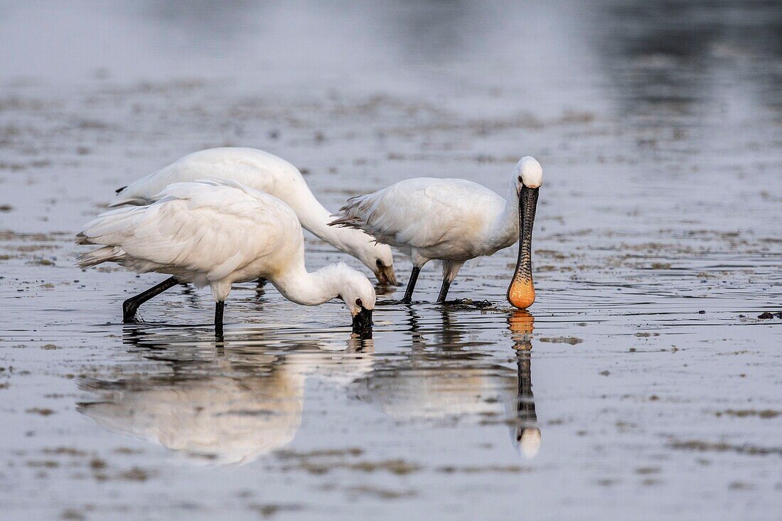 France, Somme, Somme Bay, Le Crotoy, Crotoy Marsh, gathering of Spoonbills (Platalea leucorodia Eurasian Spoonbill) who come to fish in a group in the pond\n