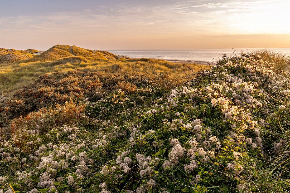 France, Somme, Fort-Mahon, The dunes between Fort-Mahon and the bay of Authie at sunset\n