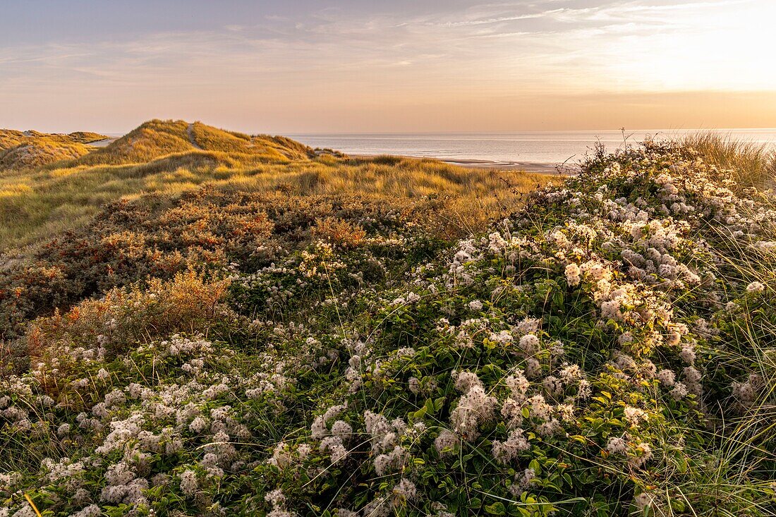 Frankreich, Somme, Fort-Mahon, Die Dünen zwischen Fort-Mahon und der Bucht von Authie bei Sonnenuntergang