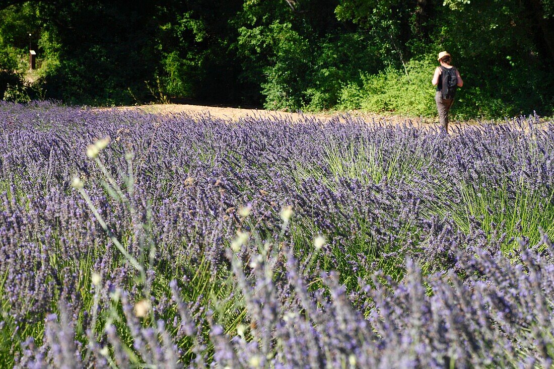 France, Ardeche, Sauze, Female hiker along a lavender field\n