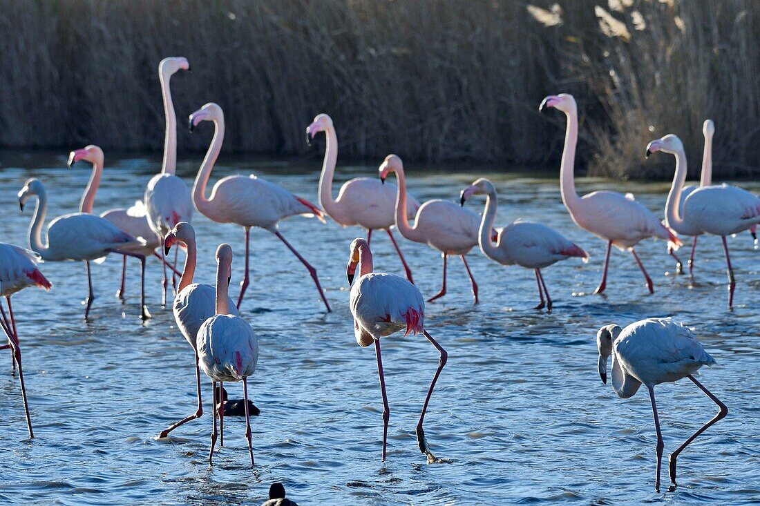 France, Bouches du Rhone, Camargue, Pont de Gau reserve, Flamingos (Phoenicopterus roseeus)\n