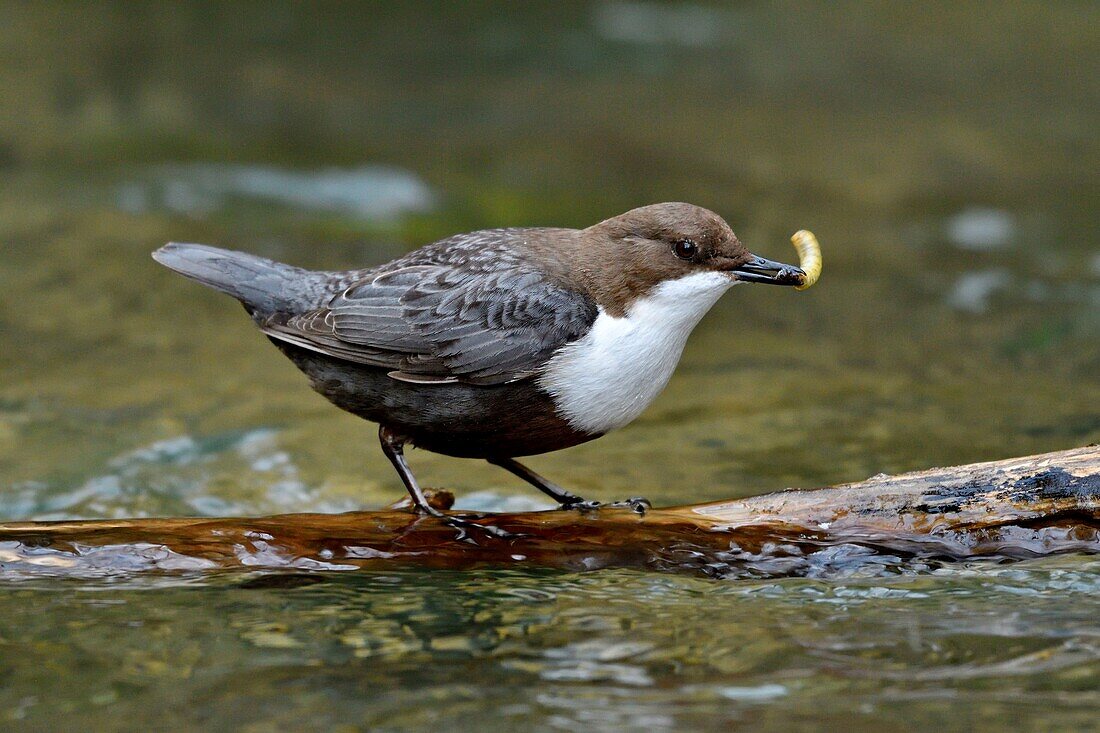 France, Doubs, Creuse valley, bird, diving Cincle (Cinclus cinclus), white water hunting\n