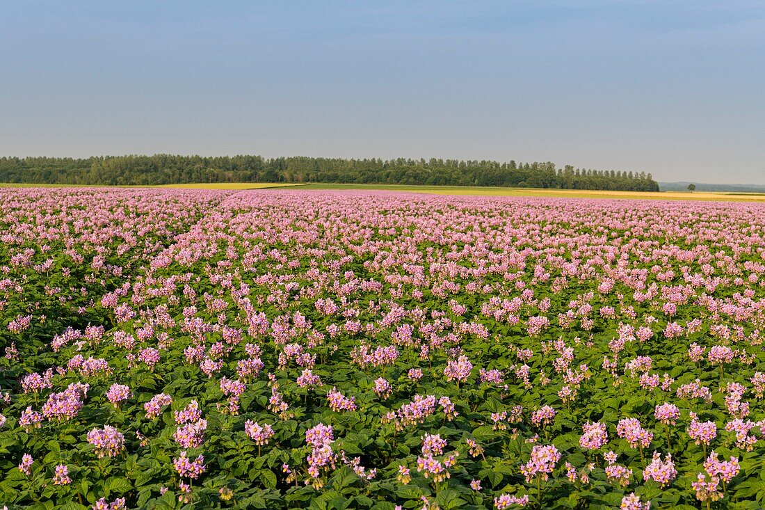 Frankreich, Somme, Nampont Saint Martin, blühender Kartoffelacker