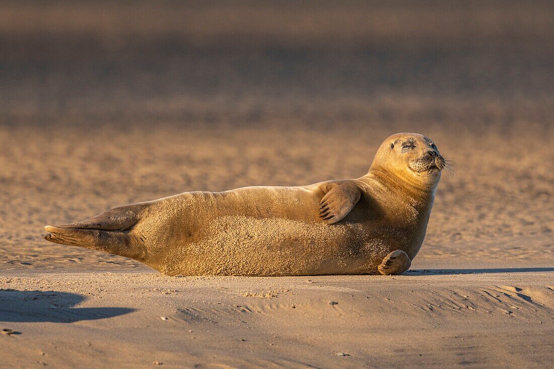 France, Pas de Calais, Opal Coast, Berck sur Mer, common seal (Phoca vitulina), seals are today one of the main tourist attractions of the Somme Bay and the Opal Coast\n