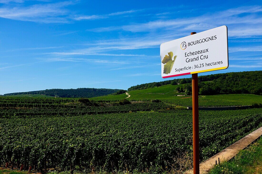France, Cote d'Or, Flagey Echezeaux, Burgundy climates listed as World Heritage by UNESCO, Cote de Nuits, Echezeaux Grand Cru vineyards\n