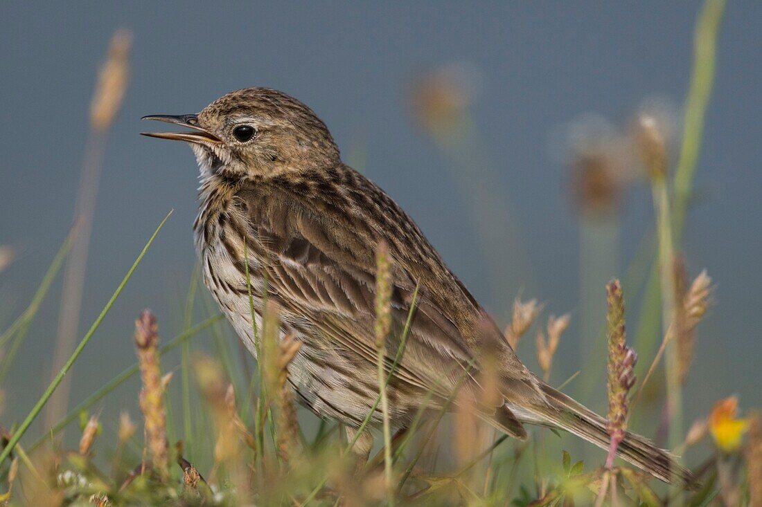 France, Somme, Baie de Somme, Cayeux sur Mer, The Hable d'Ault, Meadow Pipit (Anthus pratensis)\n