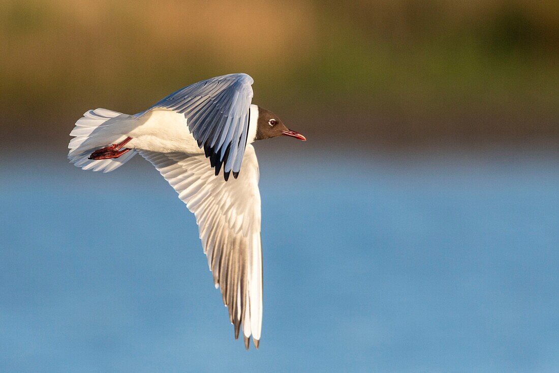 France, Somme, Baie de Somme, Le Crotoy, The Marsh du Crotoy welcomes each year a colony of Black-headed Gull (Chroicocephalus ridibundus), which come to nest and reproduce on islands in the middle of the ponds\n