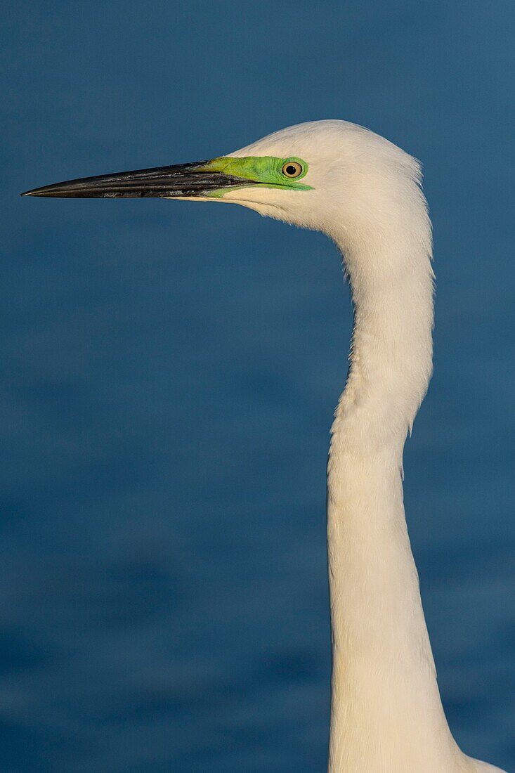 France, Somme, Baiy of the Somme, Crotoy Marsh, Le Crotoy, Great Egret (Ardea alba - Great Egret) fishing\n