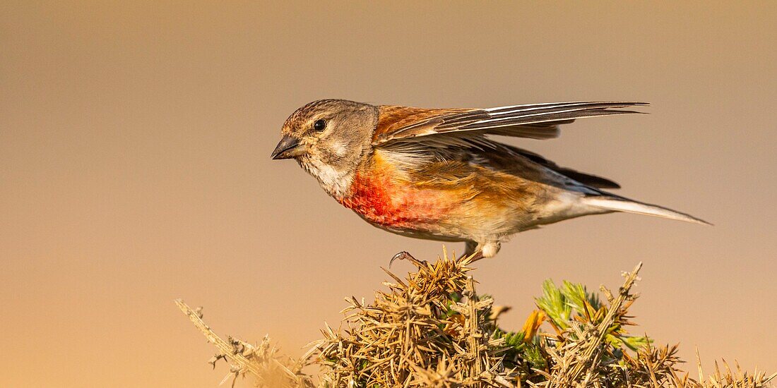 France, Somme, Baie de Somme, Cayeux sur Mer, The Hable d'Ault, Common Linnet (Linaria cannabina)\n