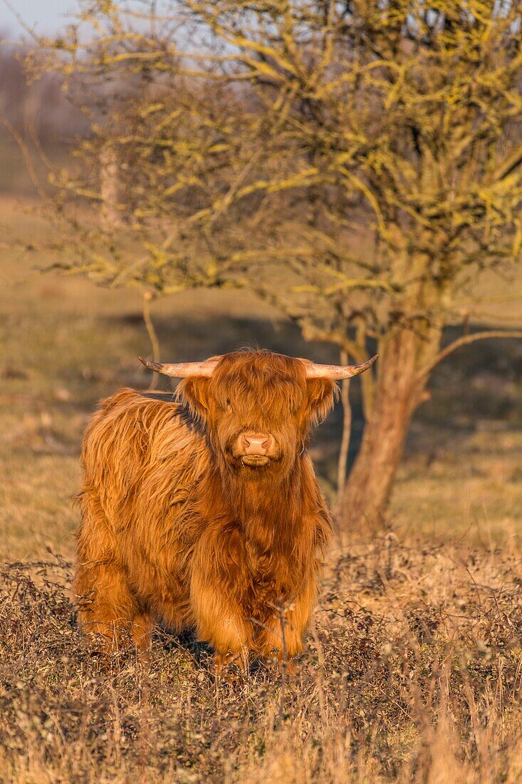 France, Somme, Somme Bay, Crotoy Marsh, Le Crotoy, Highland Cattle (Scottish cow) for marsh maintenance and eco grazing\n