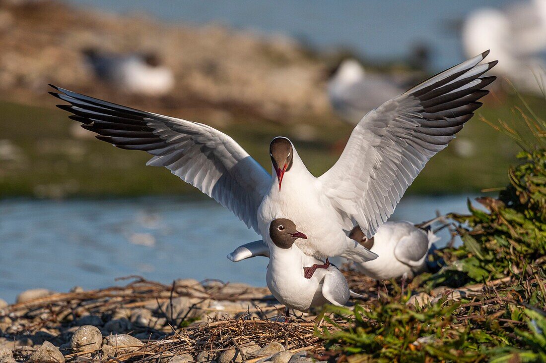 France, Somme, Baie de Somme, Crotoy Marsh, Le Crotoy, every year a colony of black-headed gulls (Chroicocephalus ridibundus - Black-headed Gull) settles on the islets of the Crotoy marsh to nest and reproduce , the couplings are frequent\n