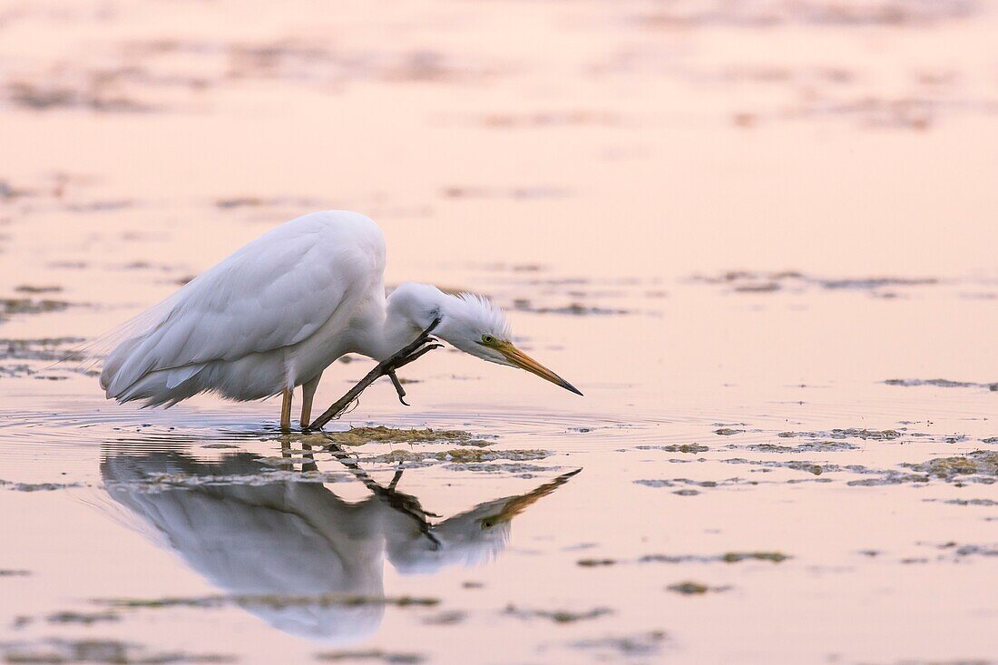 France, Somme, Somme Bay, Le Crotoy, Crotoy Marsh, Great Egret (Ardea alba) doing his toilet\n