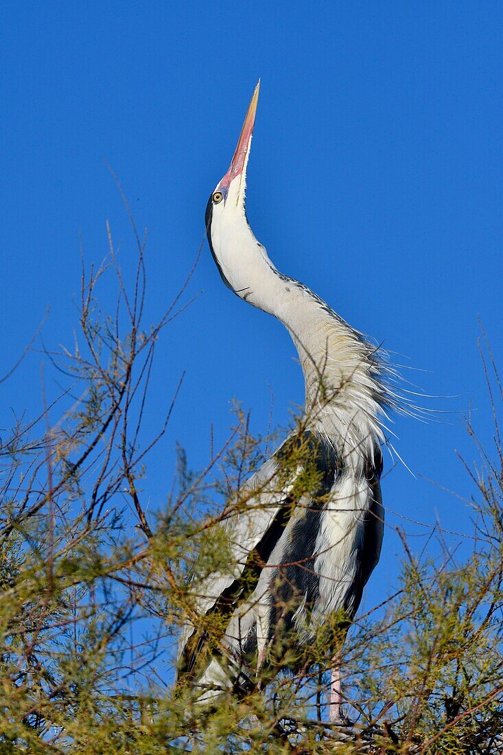 France, Bouches du Rhone, Camargue, Saintes Maries de la Mer, Gray Heron (Ardea cinerea)\n