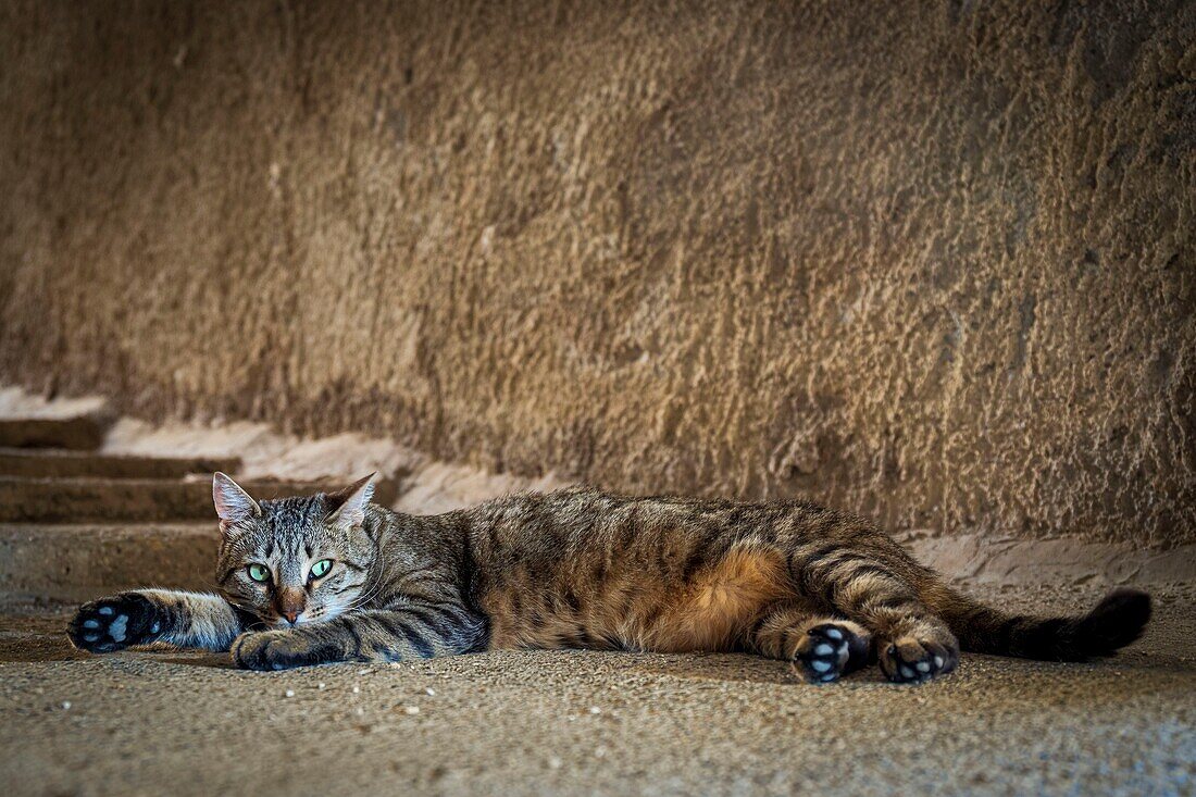 France, Drôme, regional natural park of Baronnies provençales, Montbrun-les-Bains, labeled the Most Beautiful Villages of France, a gutter cat bask in the shade of a porch\n