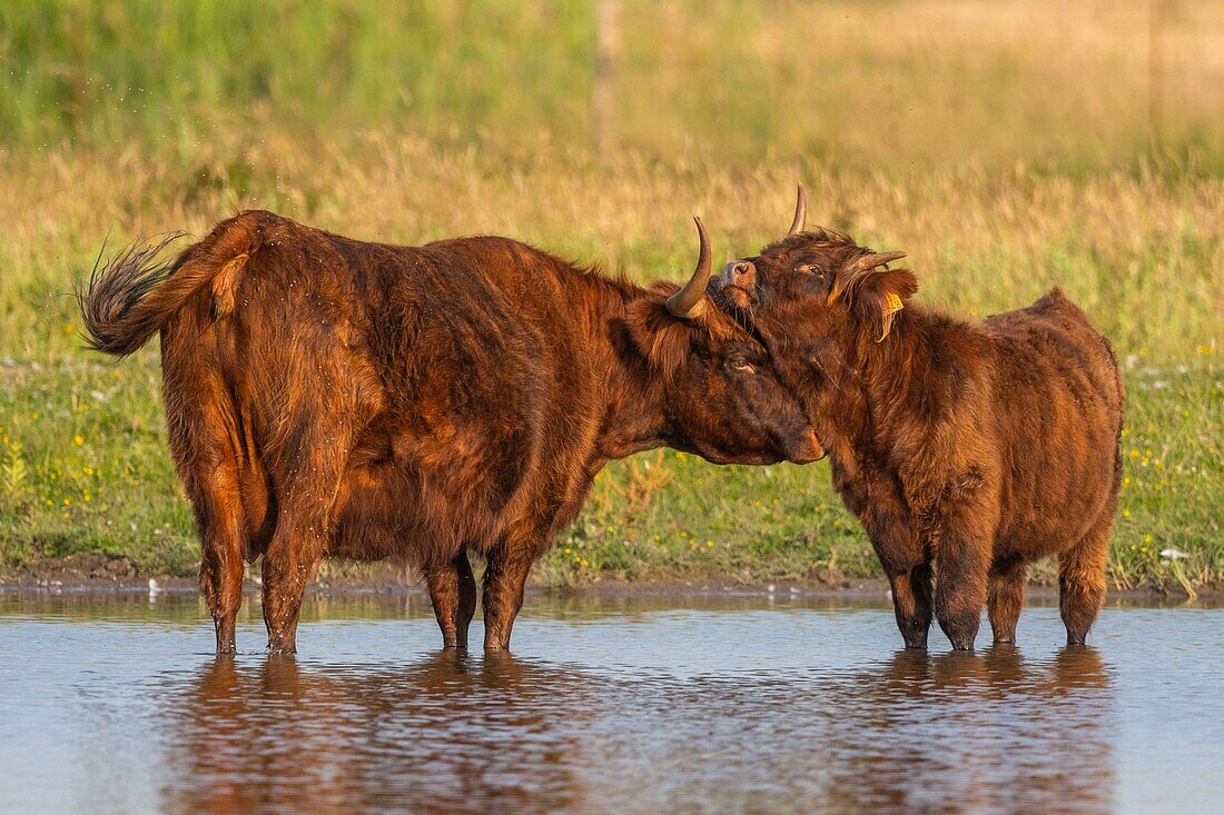 Frankreich, Somme, Somme-Bucht, Crotoy-Sumpf, Le Crotoy, Hochlandrinder (schottische Kühe) zur Pflege des Sumpfes und zur ökologischen Beweidung