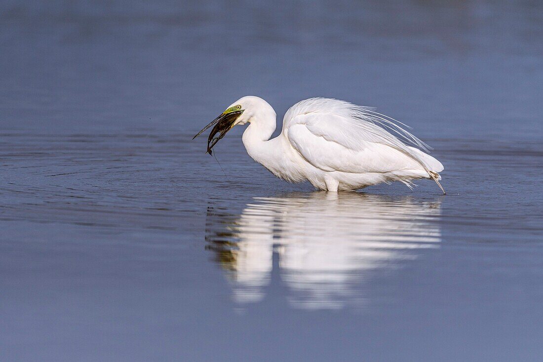 Frankreich, Somme, Baie de Somme, Le Crotoy, Crotoy Marsh, Silberreiher (Ardea alba - Great Egret) beim Fischfang