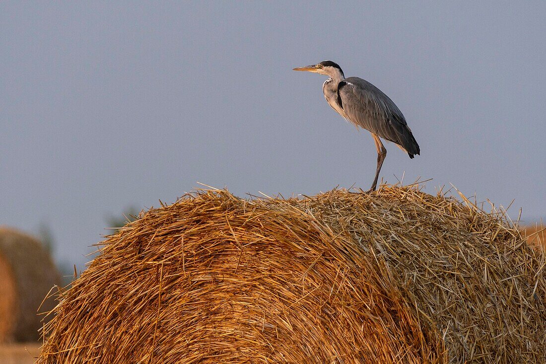 France, Somme, Somme Bay, Saint Valery sur Somme, Gray Herons (Ardea cinerea Gray Heron) perched on the straw mills at the harvest\n