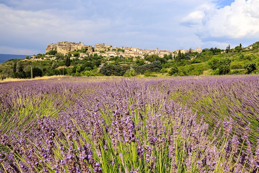 Frankreich, Vaucluse, regionaler Naturpark Luberon, Saignon, blühende Lavendelfelder am Fuße des Dorfes