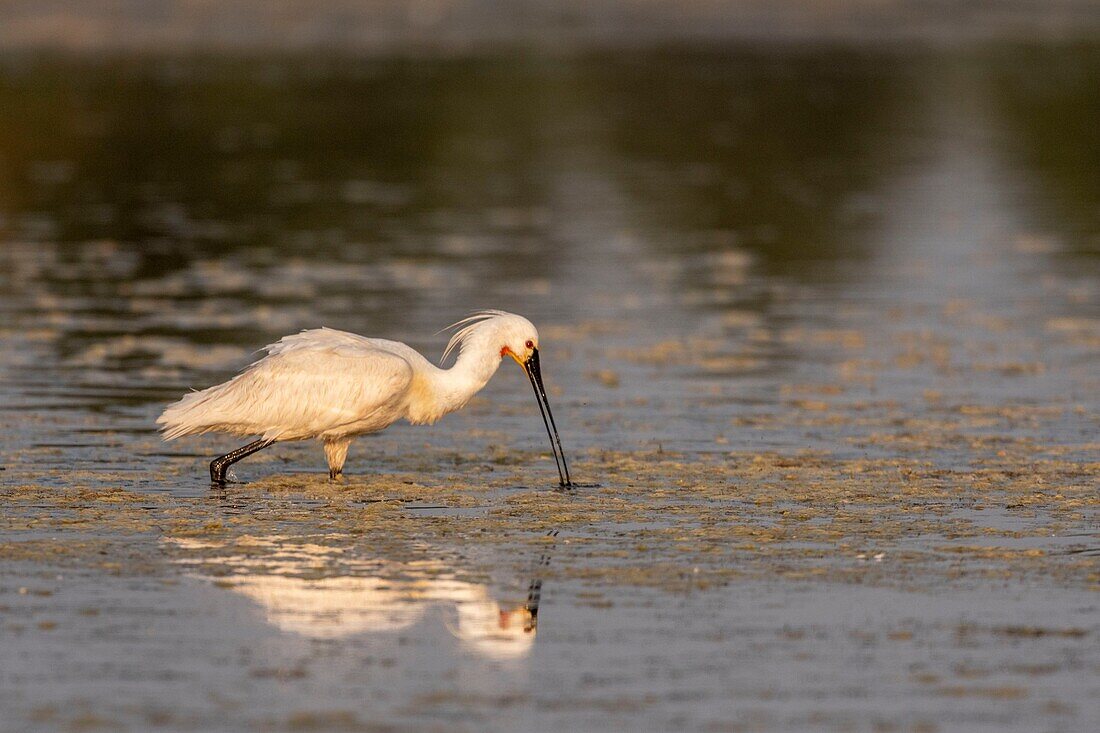 France, Somme, Somme Bay, Le Crotoy, Crotoy Marsh, gathering of Spoonbills (Platalea leucorodia Eurasian Spoonbill) who come to fish in a group in the pond\n