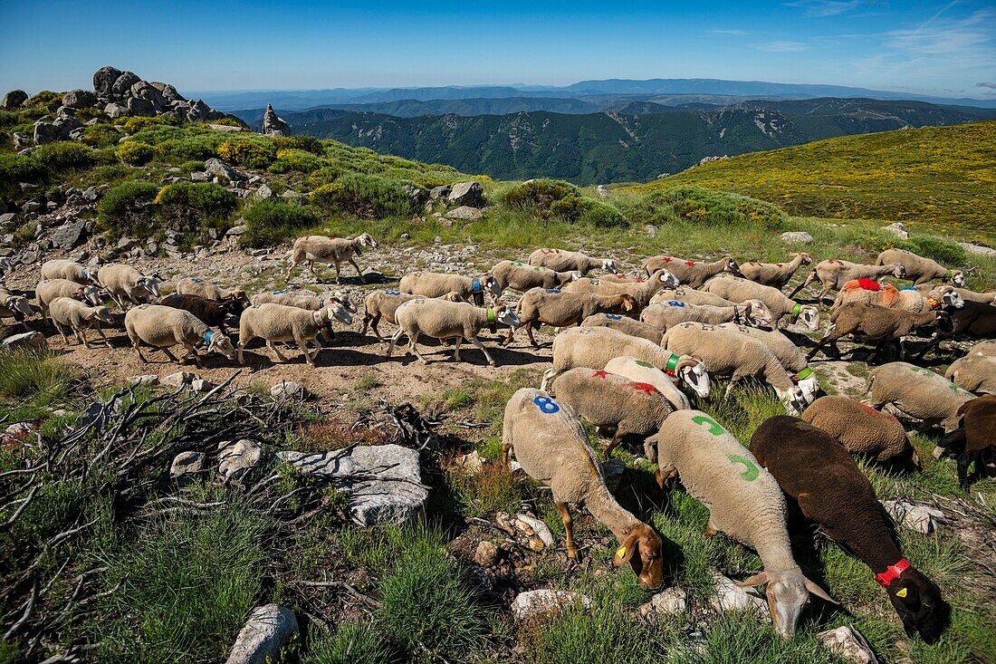 France, Ardeche, parc naturel régional des Monts d'Ardeche (Regional natural reserve of the Mounts of Ardeche), La Souche, transhumance on the Tanargue Massif\n