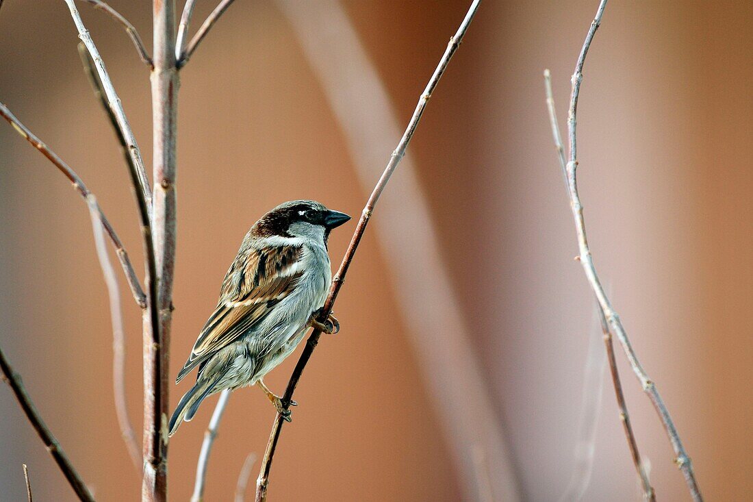 France, Territoire de Belfort, Belfort, garden, House Sparrow (Passer domesticus) male\n