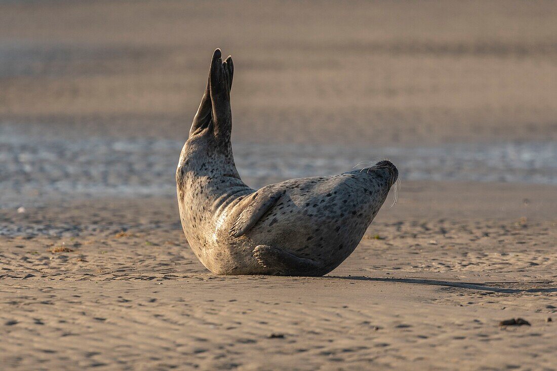 France, Pas de Calais, Authie Bay, Berck sur Mer, Grey seals (Halichoerus grypus), at low tide the seals rest on the sandbanks from where they are chased by the rising tide, banana position\n