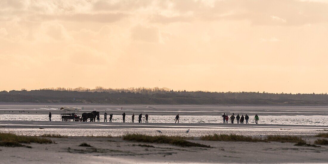Frankreich, Somme, Somme-Bucht, Naturschutzgebiet der Somme-Bucht, Le Crotoy, Naturführer und seine Pferdekutsche kommen, um mit Touristen die Robben zu beobachten